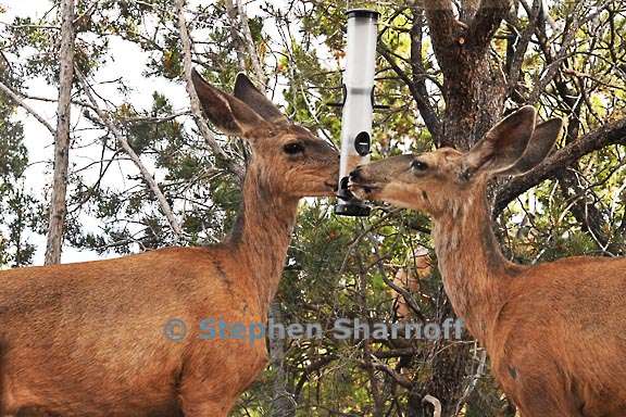 deer at birdfeeder 1 graphic